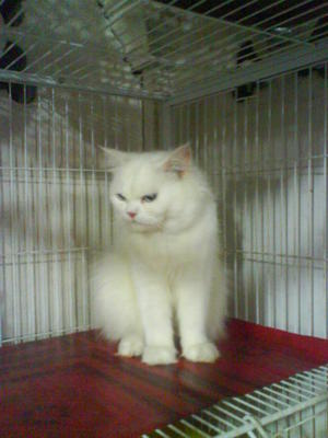 White - Domestic Long Hair Cat