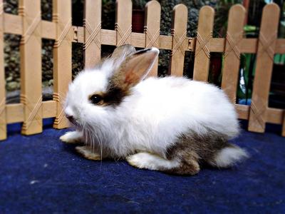 Si Celak Anggora - Angora Rabbit Rabbit