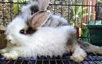 Si Celak Anggora - Angora Rabbit Rabbit