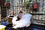 Si Celak Anggora - Angora Rabbit Rabbit