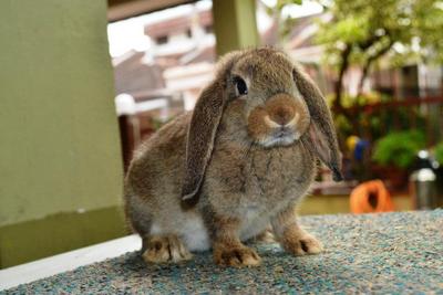 Lop Ear - Lop Eared Rabbit