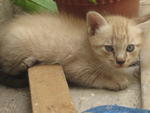 White Tiger - Siamese Cat