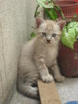 White Tiger - Siamese Cat