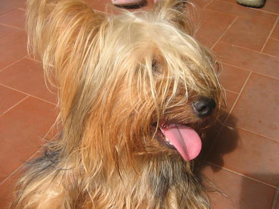 PF32834 - Silky Terrier Dog