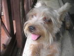 PF32834 - Silky Terrier Dog