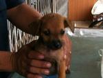 Puppies - Mixed Breed Dog