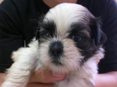 Adorable Shih Tzu - Shih Tzu Dog