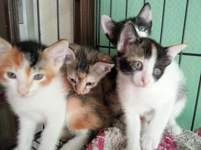 Them Kittens :) - Domestic Medium Hair Cat