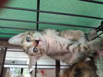 The weird one : Female : Belang