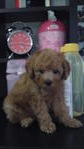 Teacup Toy Poodle - Poodle Dog