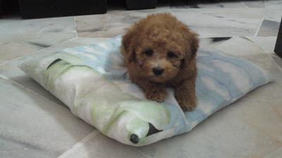 Teacup Toy Poodle - Poodle Dog