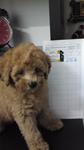 Teacup Toy Poodle - Poodle Dog