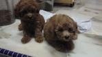 Teacup Toy Poodle - Poodle Dog