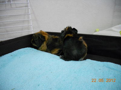 Blackie And Brownie - Guinea Pig Small & Furry