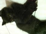 Mix Persian - Black/dark Brown Male - Domestic Medium Hair Cat