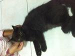 Mix Persian - Black/dark Brown Male - Domestic Medium Hair Cat