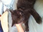 Mix Persian - Black/dark Brown Male - Domestic Medium Hair Cat