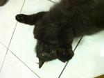 Mix Persian - Black/dark Brown Male - Domestic Medium Hair Cat