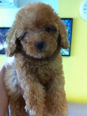 Red Toy Poodle Female - Poodle Dog