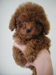 Toy Poodle 2: DOB 20-04-2012