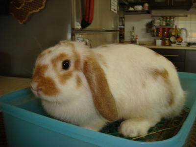 Gumok - Holland Lop Rabbit