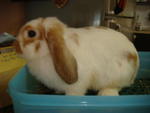 Gumok - Holland Lop Rabbit