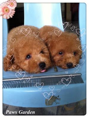 Toy Poodle Urgent Sale - Poodle Dog