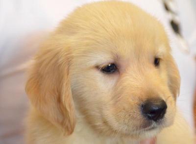 Golden Retriever - American Lineage - Golden Retriever Dog