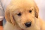 Golden Retriever - American Lineage - Golden Retriever Dog