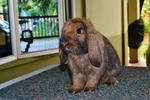 Sjb Holland Lop - Holland Lop Rabbit