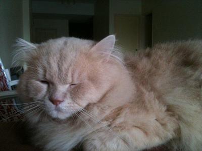 My Persian Collection - Persian Cat