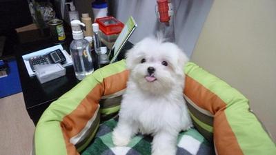 Maltese Tiny  - Maltese Dog