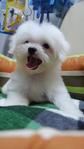 Maltese Tiny  - Maltese Dog
