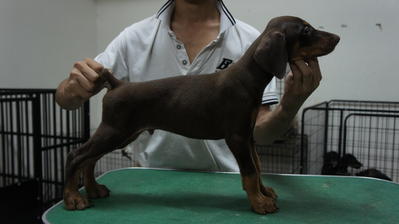 Dobermann Puppies With Mka For Sale - Doberman Pinscher Dog