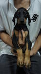 Dobermann Puppies With Mka For Sale - Doberman Pinscher Dog