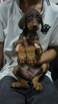 Dobermann Puppies With Mka For Sale - Doberman Pinscher Dog