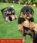 &quot;F&quot; Park View Kennel - Rottweiler Dog