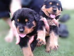 &quot;F&quot; Park View Kennel - Rottweiler Dog