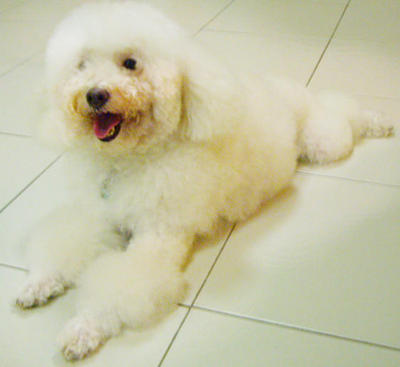 Xiao Bai 小白 - Poodle Dog