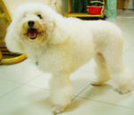 Xiao Bai 小白 - Poodle Dog