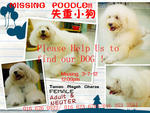 Xiao Bai 小白 - Poodle Dog