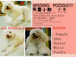 Xiao Bai 小白 - Poodle Dog