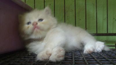 Suzumebachi - Persian Cat