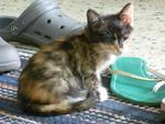 Elize - Domestic Medium Hair + Calico Cat