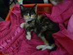 Elize - Domestic Medium Hair + Calico Cat