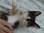 Elize - Domestic Medium Hair + Calico Cat