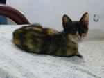 Elize - Domestic Medium Hair + Calico Cat