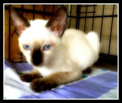 Gosh- Adopted - Siamese Cat