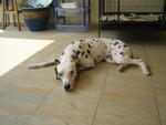 Dottie - Dalmatian Dog