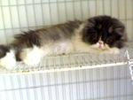 Hoo Rah Rae - Persian Cat